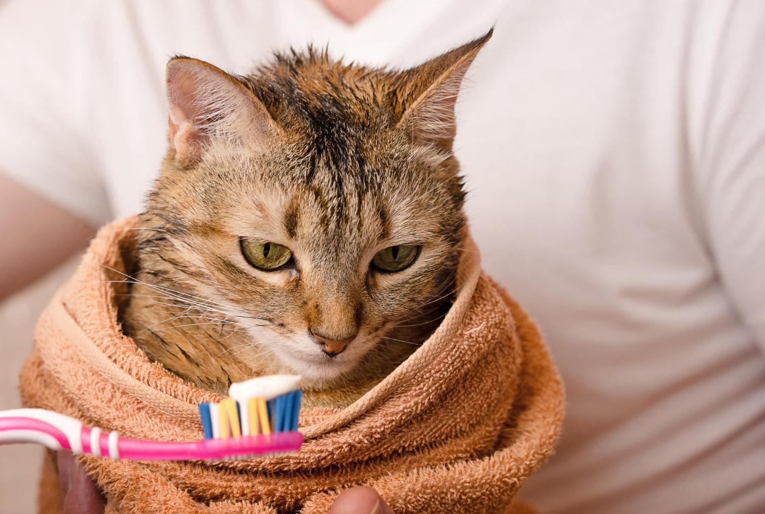 Pet Dental Care: How to Brush Your Pet's Teeth at Home