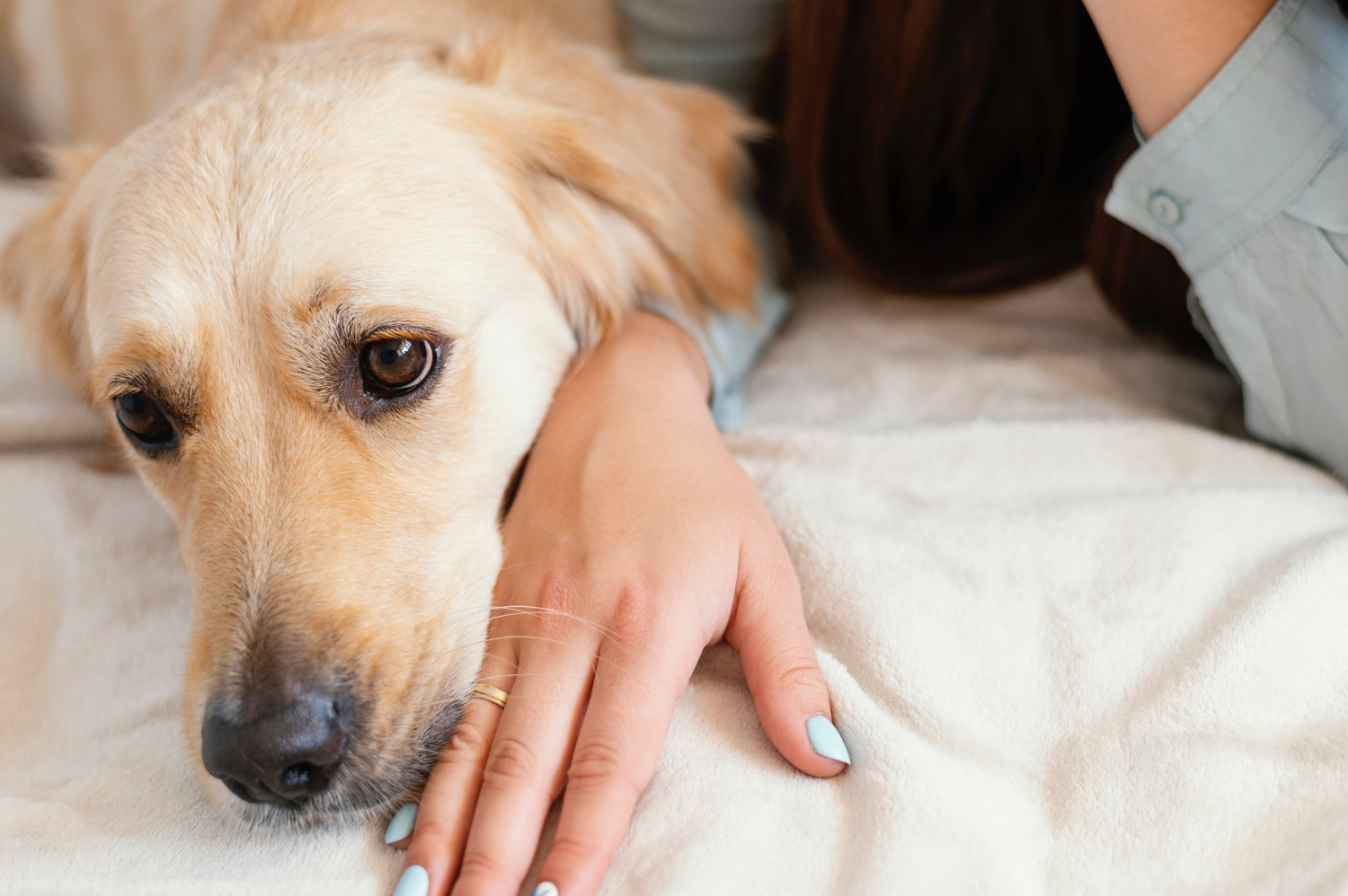 The Role of Nutrition in Preventing and Managing Chronic Pet Diseases: A Comprehensive Guide