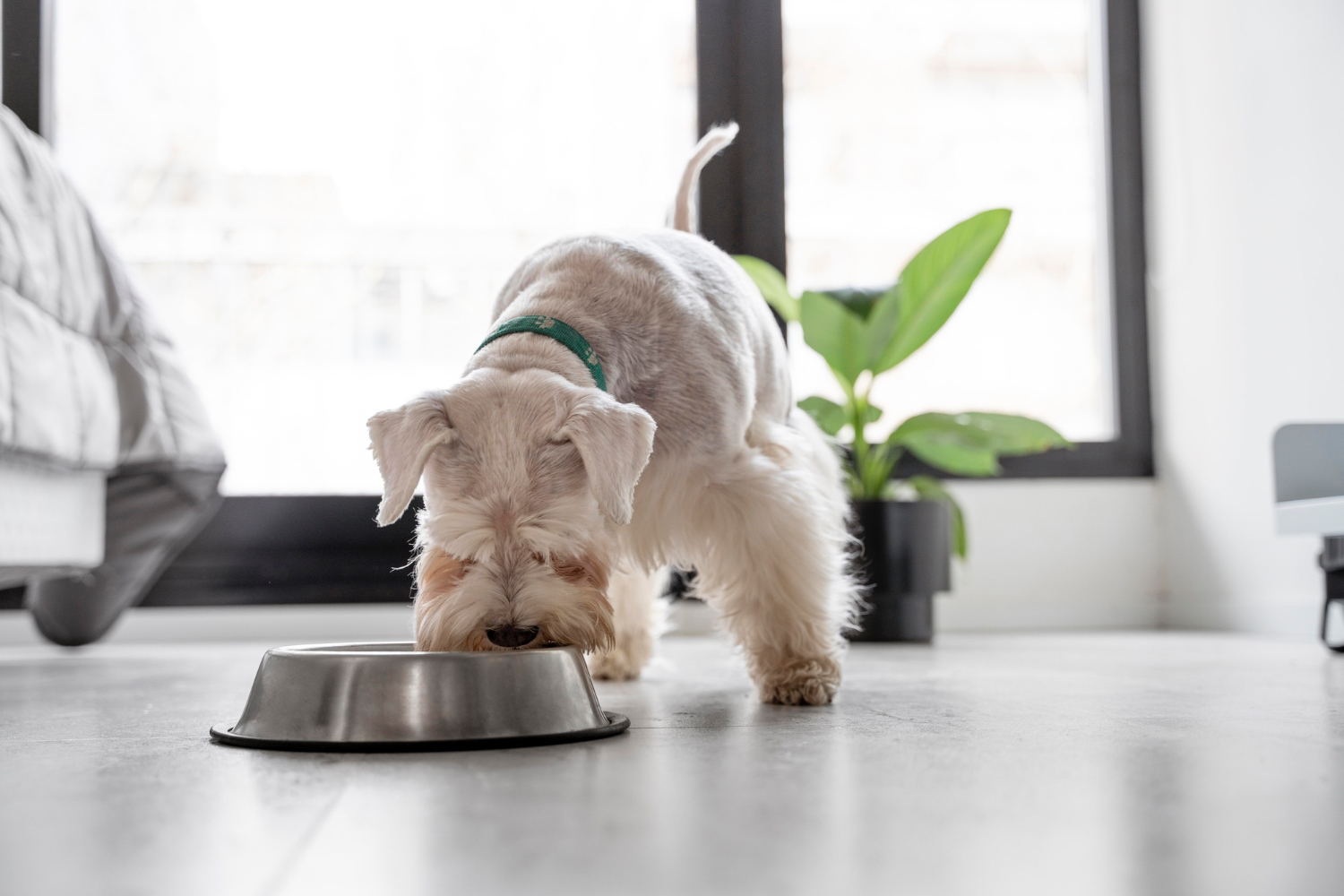 Pet Nutrition: How to Recognize and Treat Nutritional Deficiencies in Pets