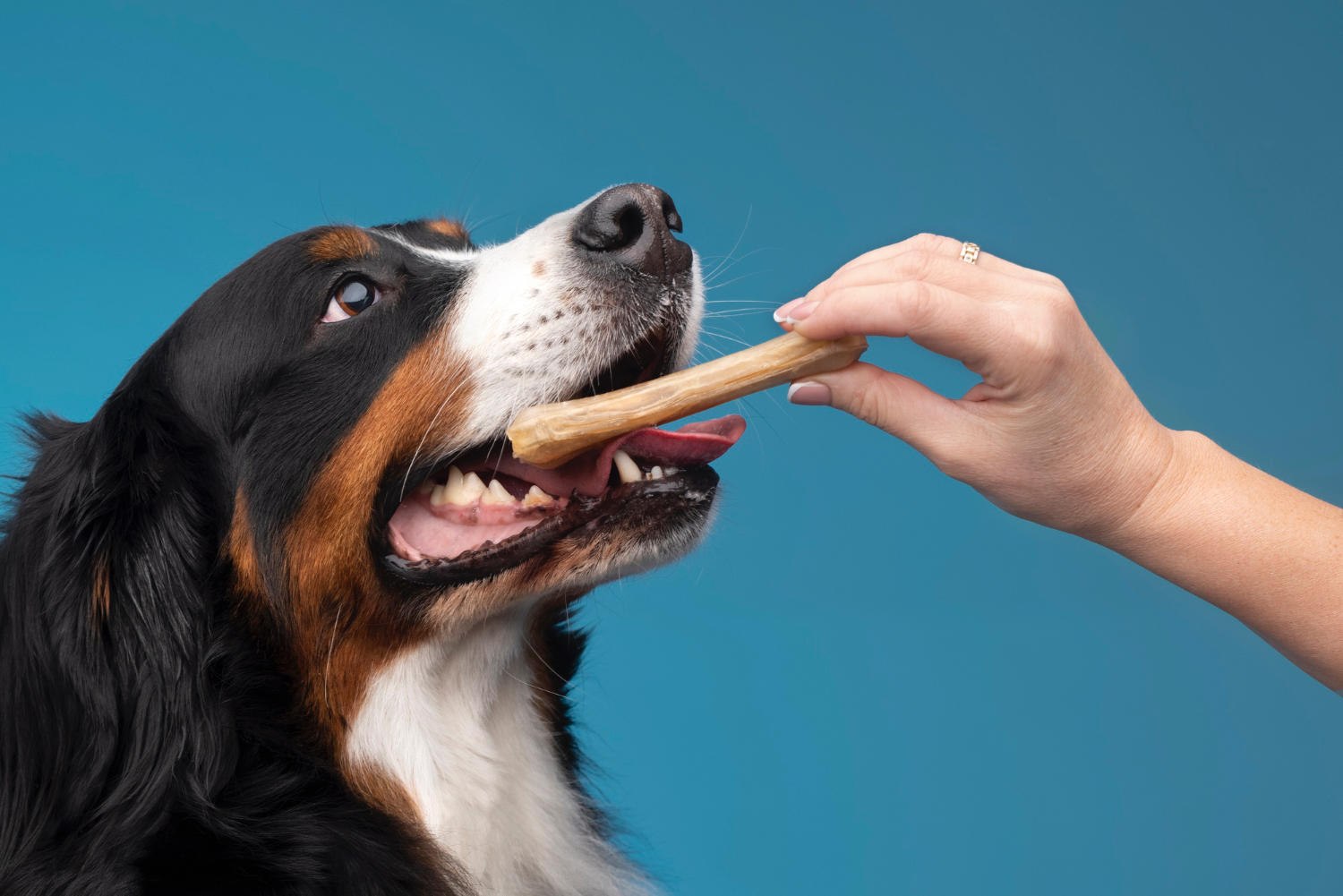 Pet Dental Health Month: The Importance of Oral Care for Pets