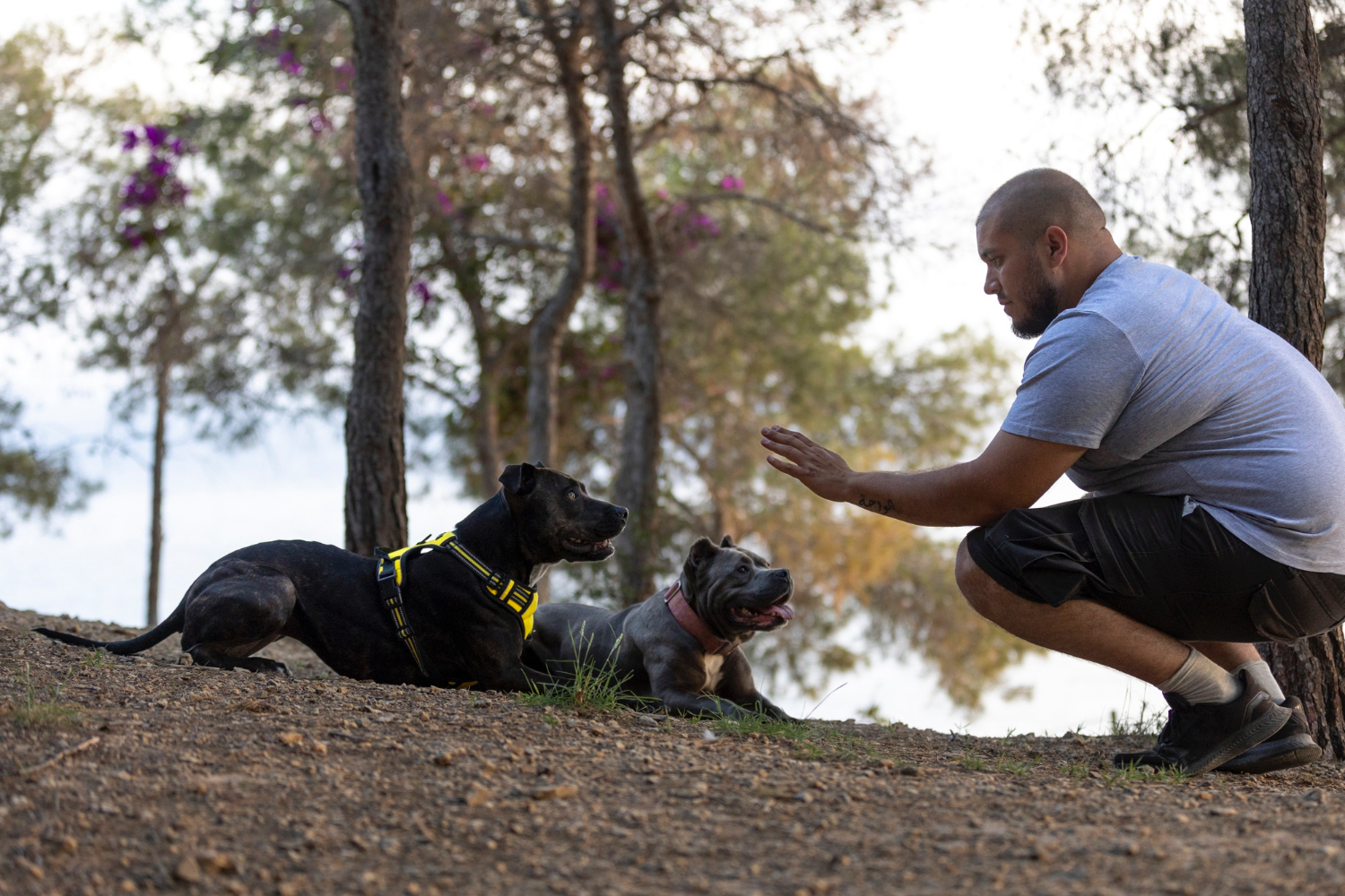 Pet Training: How to Teach Basic Commands and Tricks to Your Pet
