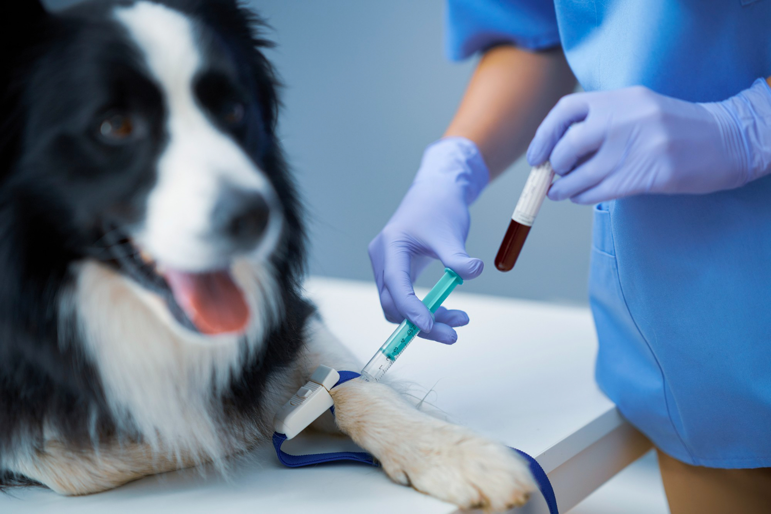 Heartworm Testing Services at Skillman Animal Clinic