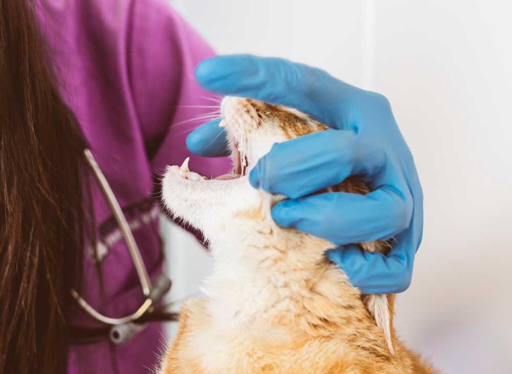 High-Quality Dog & Cat Dental Surgery In Sunnyside, NY at Skillman Animal Clinic
