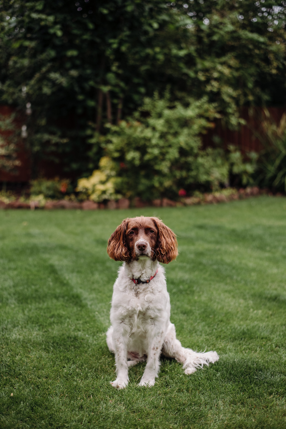 Endoscope Services at Skillman Animal Clinic