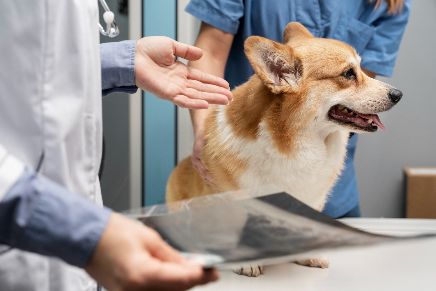 Veterinary Digital Radiology In Sunnyside, NY at Skillman Animal Clinic