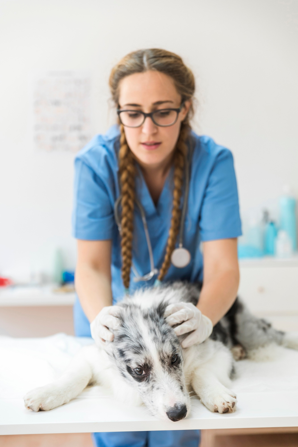 Ear Surgery for Pets at Skillman Animal Clinic